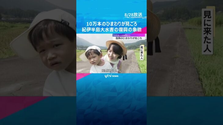 10万本のひまわりが一面に　14年前の紀伊半島大水害の復興の象徴　9月初旬までが見ごろ　#shorts #読売テレビニュース