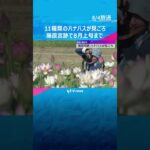 11種類の白やピンクのハナハスが見ごろ　世界遺産の登録目指す藤原宮跡　8月上旬まで　奈良・橿原市#shorts #読売テレビニュース