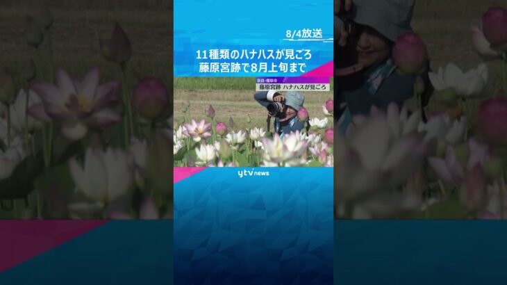 11種類の白やピンクのハナハスが見ごろ　世界遺産の登録目指す藤原宮跡　8月上旬まで　奈良・橿原市#shorts #読売テレビニュース