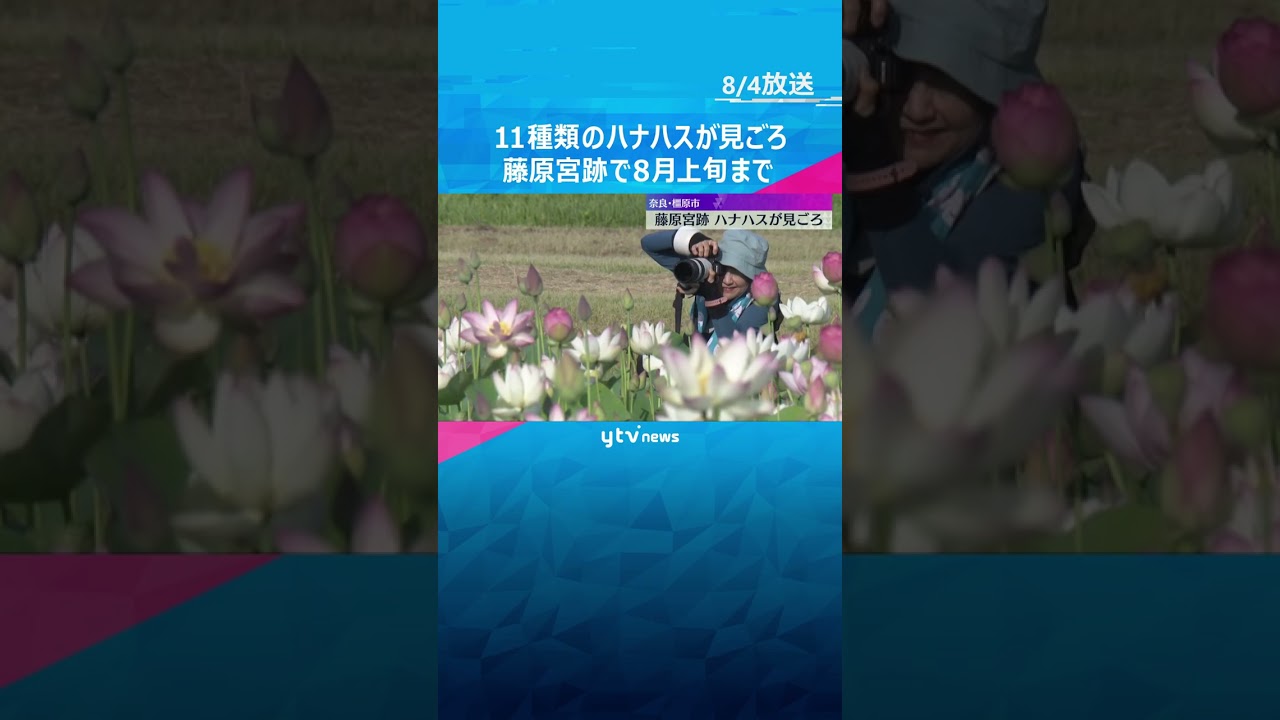 11種類の白やピンクのハナハスが見ごろ 世界遺産の登録目指す藤原宮跡 8月上旬まで 奈良・橿原市#shorts #読売テレビニュース