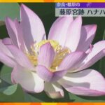 11種類の白やピンクのハナハスが見ごろ　世界遺産の登録目指す藤原宮跡　8月上旬まで　奈良・橿原市