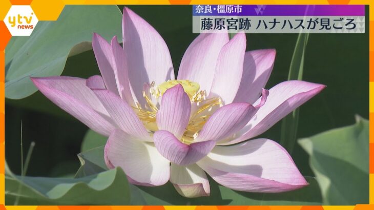 11種類の白やピンクのハナハスが見ごろ　世界遺産の登録目指す藤原宮跡　8月上旬まで　奈良・橿原市
