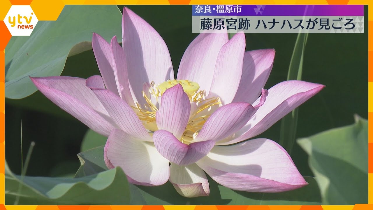 11種類の白やピンクのハナハスが見ごろ　世界遺産の登録目指す藤原宮跡　8月上旬まで　奈良・橿原市