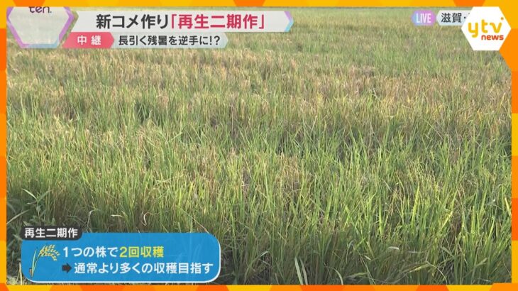 「再生二期作」に挑戦　1つの株で1年に2度収穫、収穫量を増やす　コメ不足の切り札に？滋賀・甲賀市