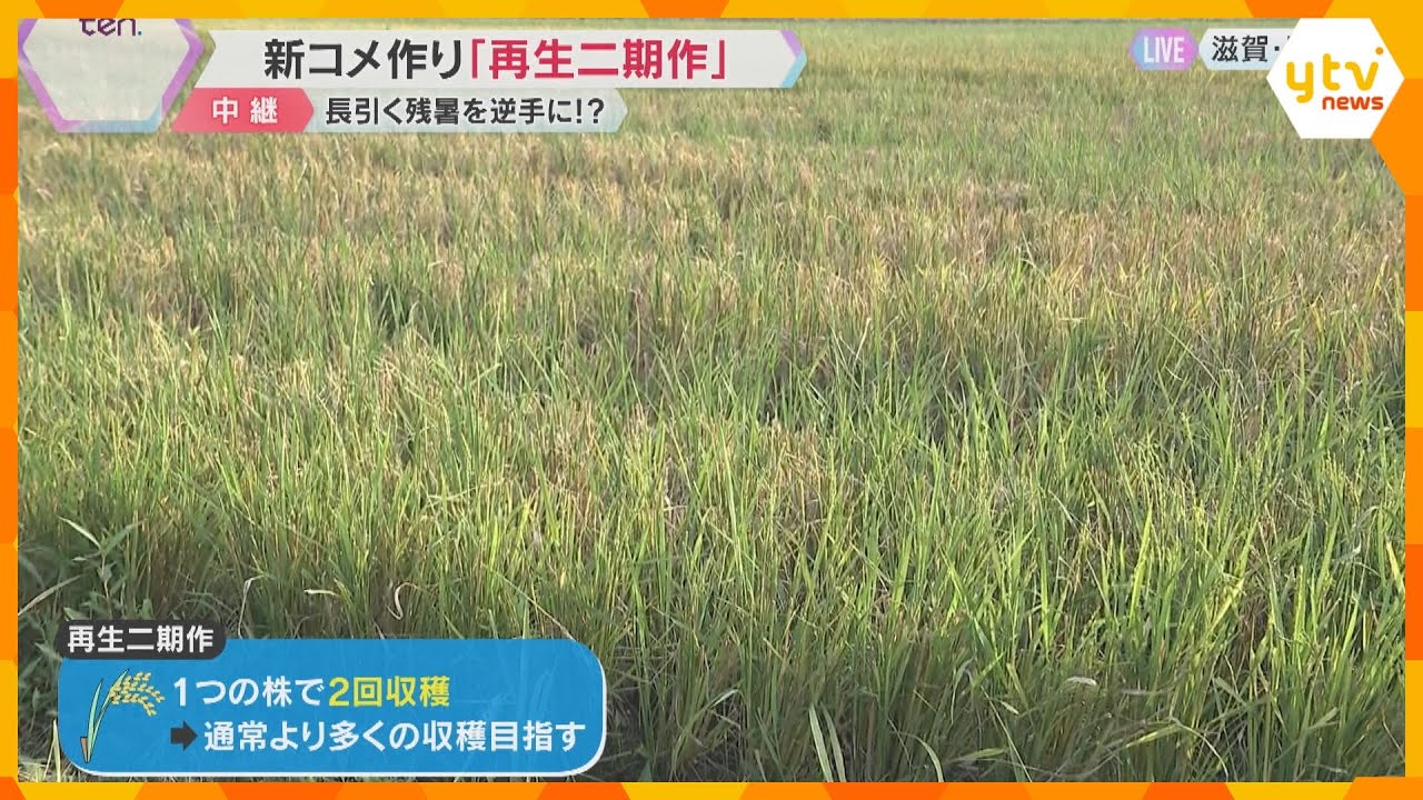「再生二期作」に挑戦 1つの株で1年に2度収穫、収穫量を増やす コメ不足の切り札に?滋賀・甲賀市
