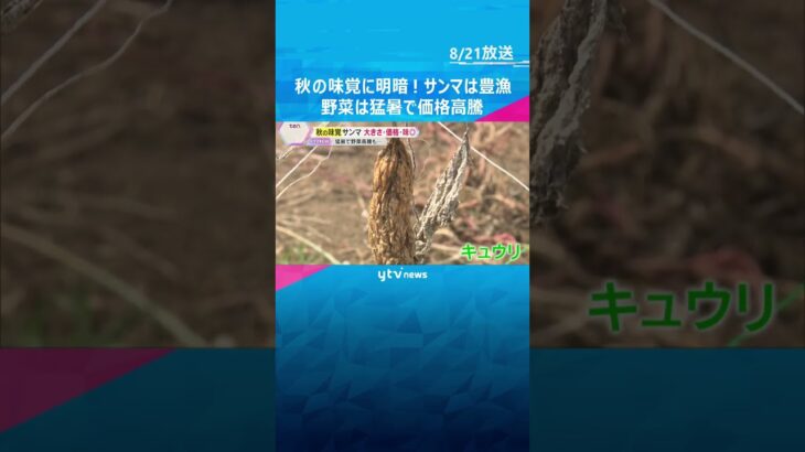 【秋の味覚に明暗】サンマは豊漁で大きさ2倍！価格も味も良し　野菜は猛暑で価格高騰　#shorts #読売テレビニュース