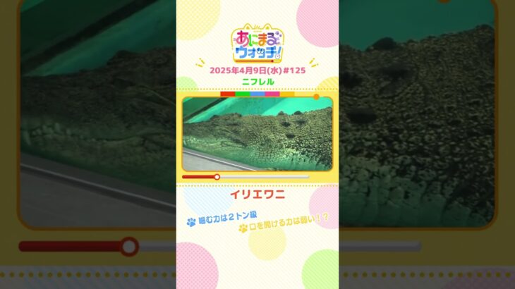 噛む力は2トン級！「イリエワニ」　大阪・吹田市「ニフレル」　#shorts #読売テレビニュース #すまたん ＃あにまるウォッチ #動物