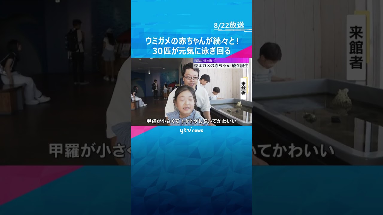 ウミガメの赤ちゃんが続々と誕生!30匹が水槽の中を元気に泳ぎ回る 和歌山「串本海中公園」 #shorts #読売テレビニュース