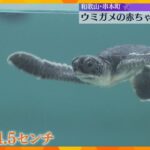 ウミガメの赤ちゃんが続々と誕生！30匹が水槽の中を元気に泳ぎ回る　和歌山「串本海中公園」