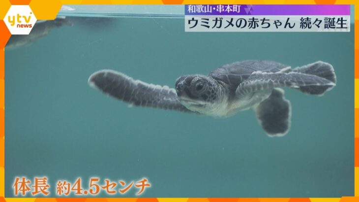 ウミガメの赤ちゃんが続々と誕生！30匹が水槽の中を元気に泳ぎ回る　和歌山「串本海中公園」