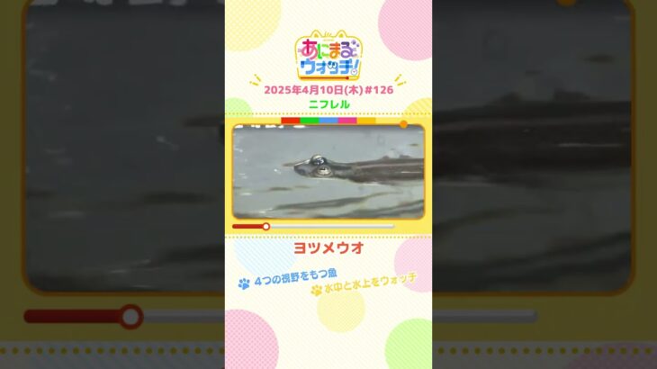 4つの視野をもつ魚！「ヨツメウオ」　大阪・吹田市「ニフレル」　#shorts #読売テレビニュース #すまたん ＃あにまるウォッチ #動物