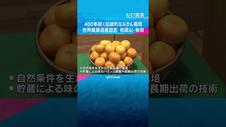 山の斜面に石積みの畑　400年以上続く伝統的なみかん栽培が「世界農業遺産」に認定　和歌山・有田　#shorts #読売テレビニュース