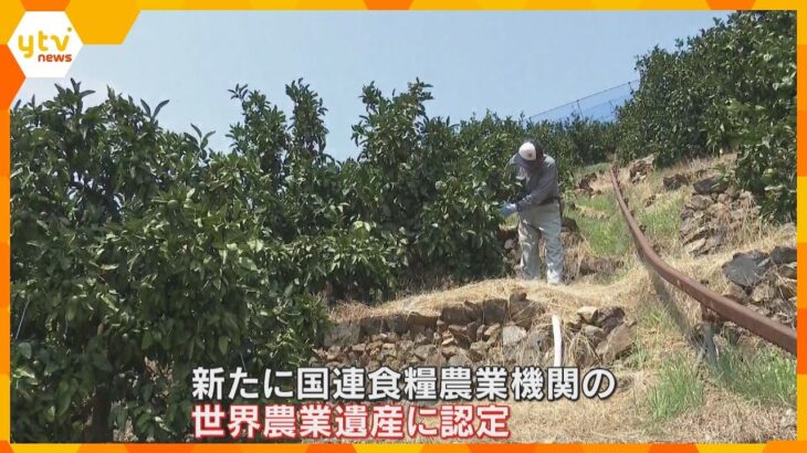 山の斜面に石積みの畑　400年以上続く伝統的なみかん栽培が「世界農業遺産」に認定　和歌山・有田