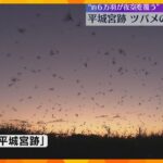 6万羽が夜空を覆いつくす　日本最大級の「ツバメのねぐら入り」奈良・平城宮跡の夏の風物詩