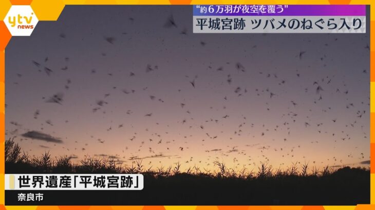 6万羽が夜空を覆いつくす　日本最大級の「ツバメのねぐら入り」奈良・平城宮跡の夏の風物詩