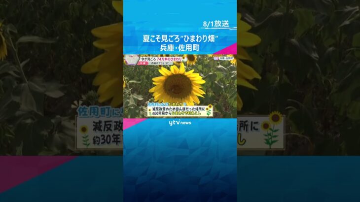 猛暑続く関西　兵庫・佐用町で74万本のひまわり見ごろ　県内の北条鉄道は高熱の影響でレールが曲がる　#shorts #読売テレビニュース