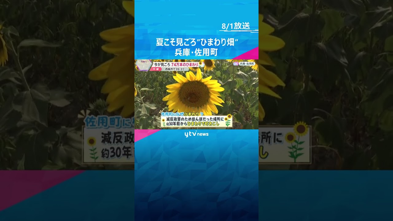 猛暑続く関西 兵庫・佐用町で74万本のひまわり見ごろ 県内の北条鉄道は高熱の影響でレールが曲がる #shorts #読売テレビニュース