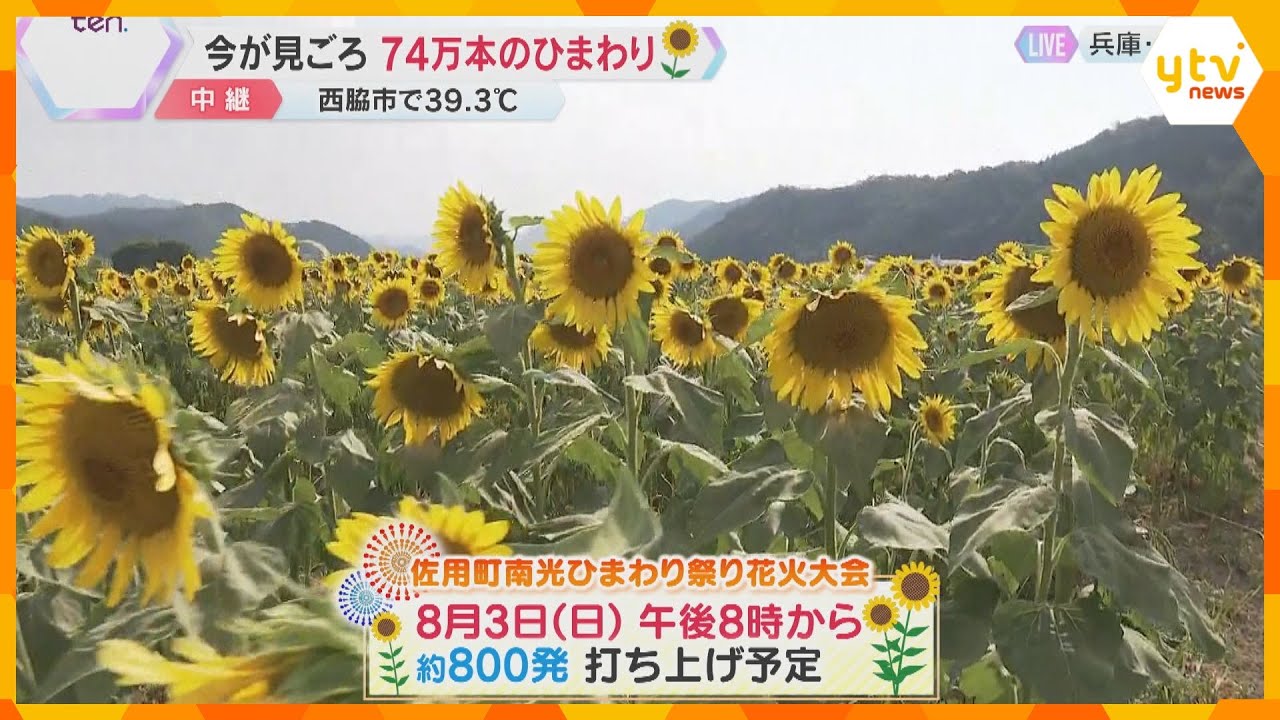 猛暑続く関西 兵庫・佐用町で74万本のひまわり見ごろ 県内の北条鉄道は高熱の影響でレールが曲がる