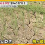 「想像つかない、コメがとれるのか」災害級の猛暑で水不足…稲の生育遅れ　兵庫県の加古川では取水制限