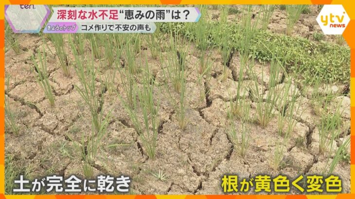 「想像つかない、コメがとれるのか」災害級の猛暑で水不足…稲の生育遅れ　兵庫県の加古川では取水制限