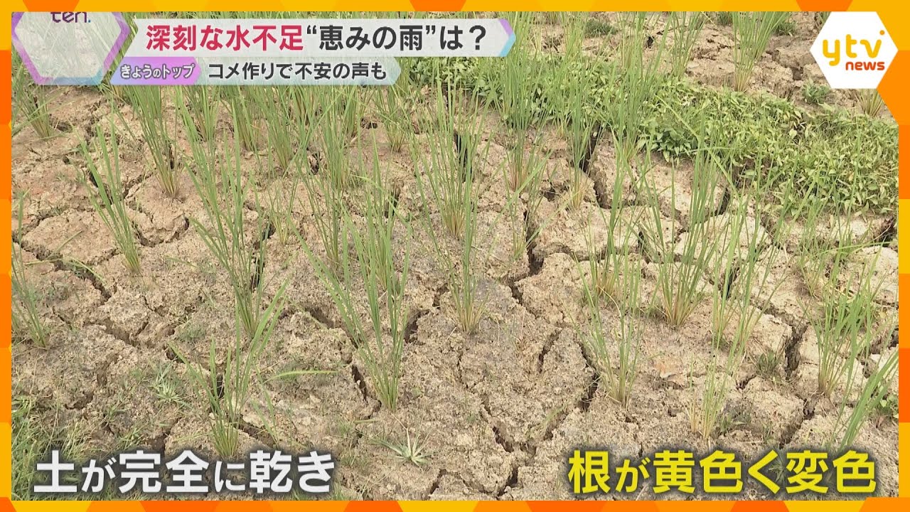 「想像つかない、コメがとれるのか」災害級の猛暑で水不足…稲の生育遅れ　兵庫県の加古川では取水制限