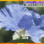友禅染の染料「アオバナ」の摘み取り作業がピーク　コバルトブルーの花びらが特徴　滋賀・草津市