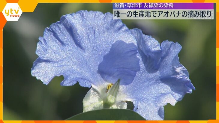 友禅染の染料「アオバナ」の摘み取り作業がピーク　コバルトブルーの花びらが特徴　滋賀・草津市