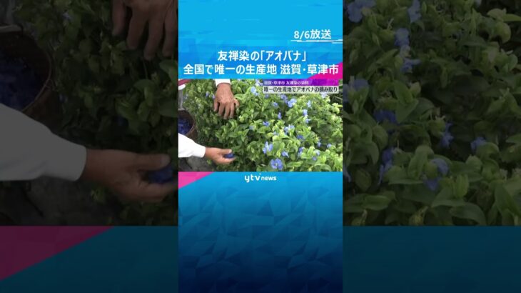 友禅染の染料「アオバナ」の摘み取り作業がピーク　コバルトブルーの花びらが特徴　滋賀・草津市　#shorts #読売テレビニュース
