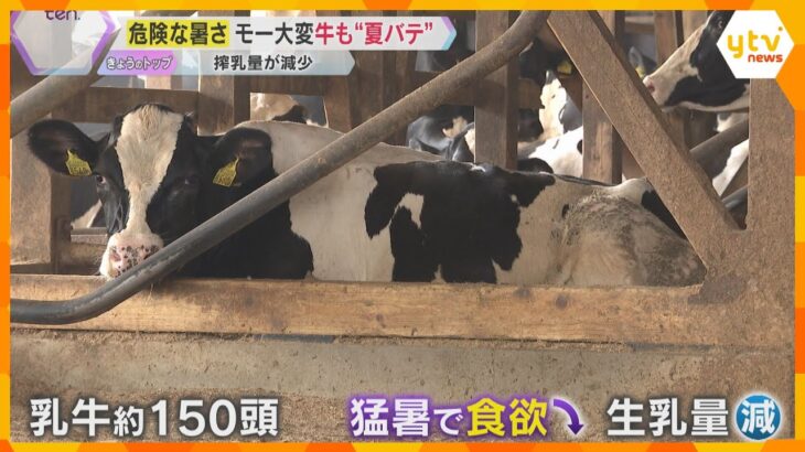 【危険な暑さ】牛も“夏バテ” 食欲不振で搾乳量が減少　田んぼはカラカラ、夏野菜のピーマンも枯れる