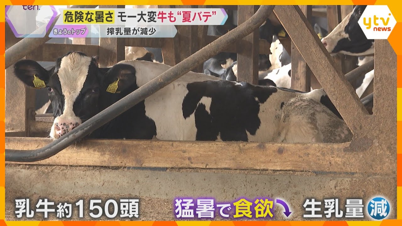 【危険な暑さ】牛も“夏バテ” 食欲不振で搾乳量が減少　田んぼはカラカラ、夏野菜のピーマンも枯れる