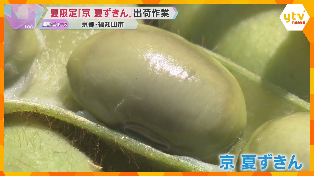 夏限定枝豆「京 夏ずきん」出荷 粒が大きく、コクのある甘みとモチモチ食感が特徴 京都・福知山市