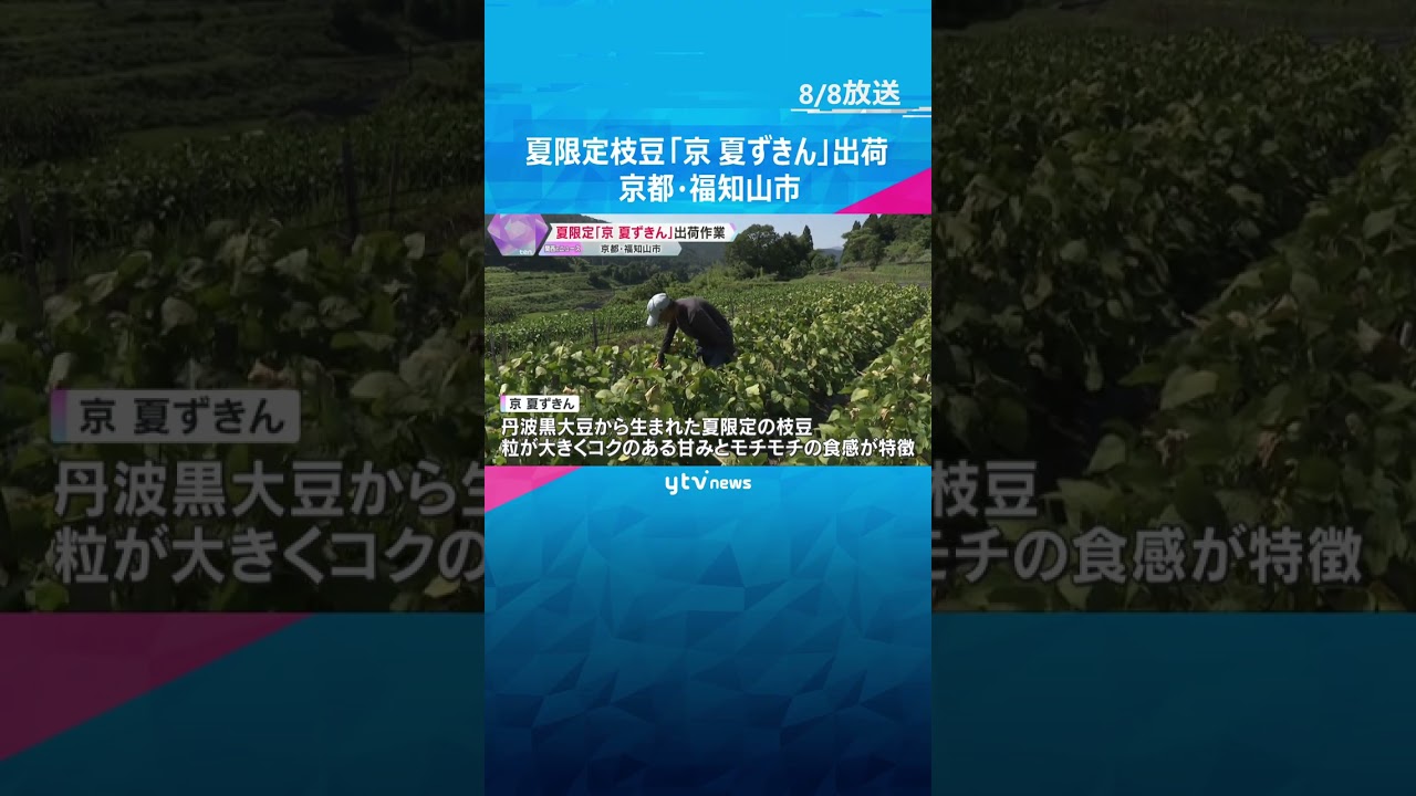 夏限定枝豆「京 夏ずきん」出荷 粒が大きく、コクのある甘みとモチモチ食感が特徴 京都・福知山市 #shorts #読売テレビニュース