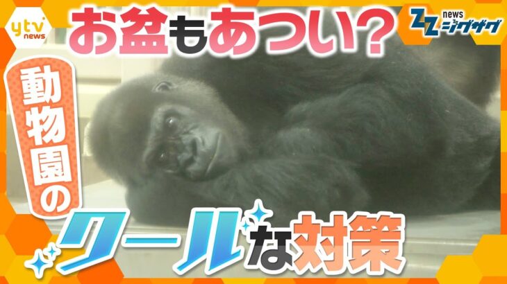 歴史的な暑さのこの夏　最大９連休の“お盆休み”　渋滞を回避してクールにレジャーを楽しむには【ニュース ジグザグ】