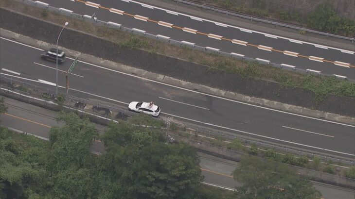 阪和道で軽自動車が逆走　ワンボックスカーに正面衝突　５歳と７歳の子ども含む６人がけが