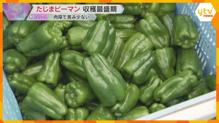 「パリっとした食感で…苦手な人でも食べやすいかも」“たじまピーマン”の収穫が最盛期　兵庫・豊岡市