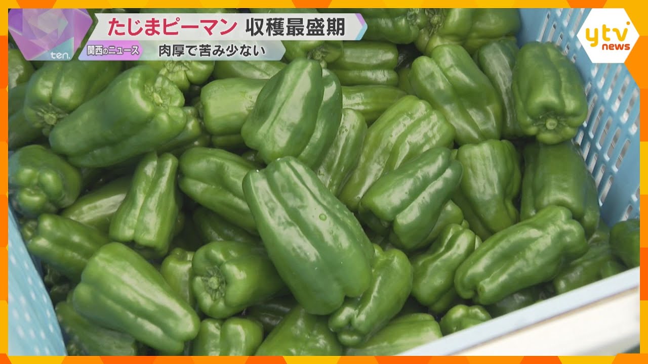 「パリっとした食感で…苦手な人でも食べやすいかも」“たじまピーマン”の収穫が最盛期 兵庫・豊岡市