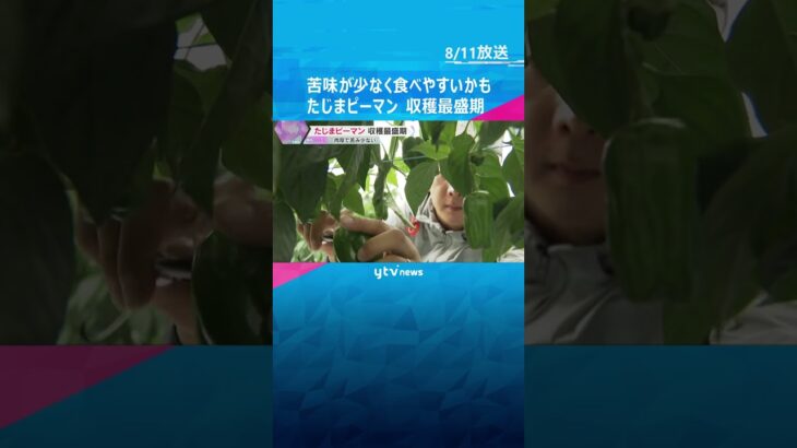 「パリっとした食感で…苦手な人でも食べやすいかも」“たじまピーマン”の収穫が最盛期　兵庫・豊岡市　#shorts #読売テレビニュース