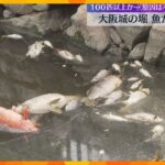大阪城の外堀で魚が原因不明の大量死「水温が高い時期の悪天候で、酸欠になった可能性」100匹以上か
