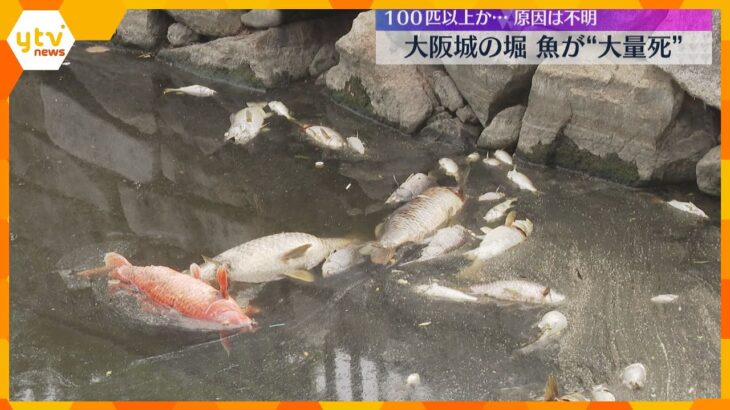 大阪城の外堀で魚が原因不明の大量死「水温が高い時期の悪天候で、酸欠になった可能性」100匹以上か