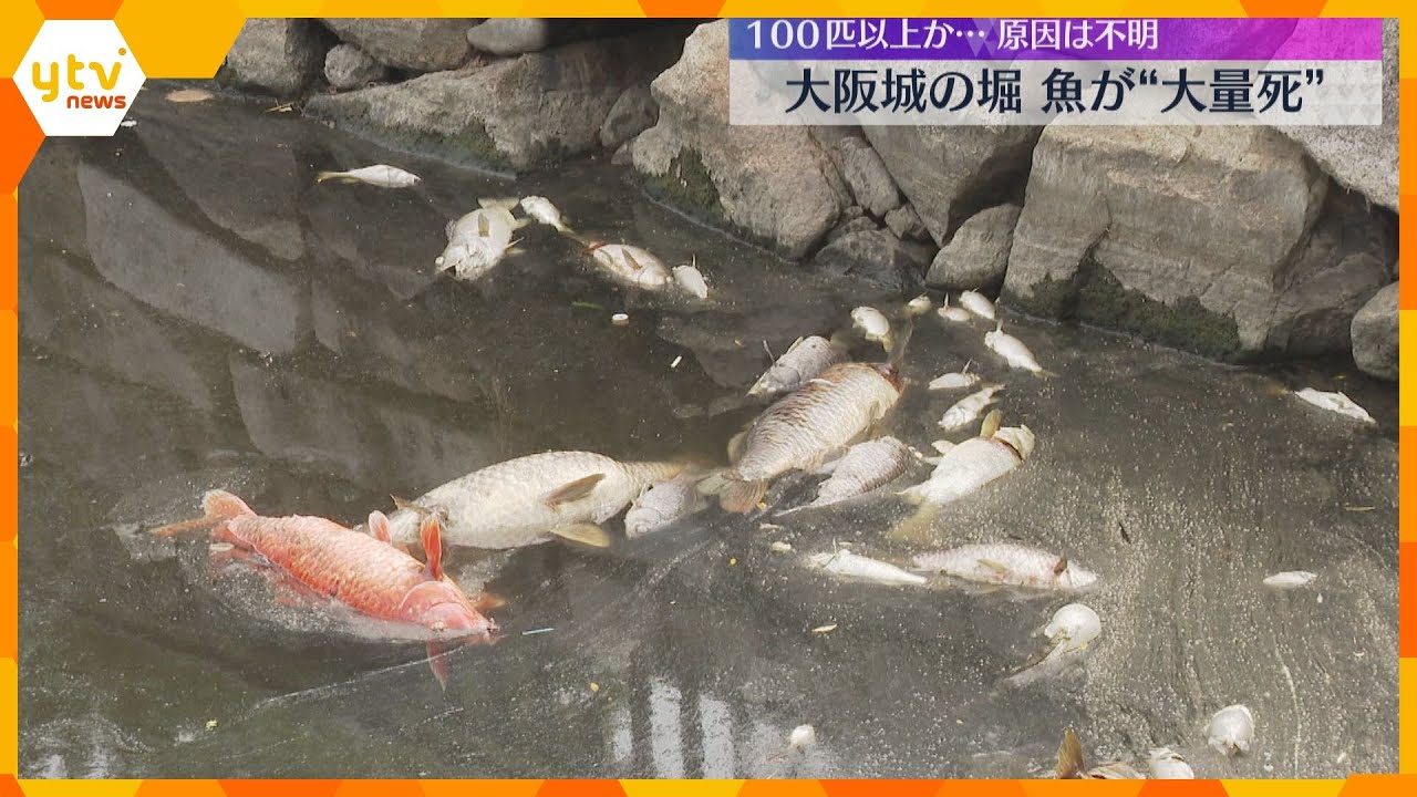 大阪城の外堀で魚が原因不明の大量死「水温が高い時期の悪天候で、酸欠になった可能性」100匹以上か