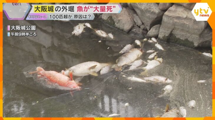 大阪城外堀で魚大量死　専門家は「魚に酸素が回らない状況」原因は酸欠か　死がい回収と水質調査へ