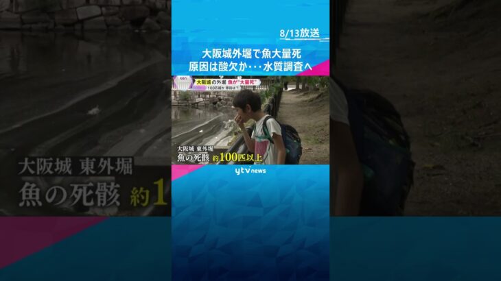 大阪城外堀で魚大量死　専門家は「魚に酸素が回らない状況」原因は酸欠か　死がい回収と水質調査へ #shorts #読売テレビニュース