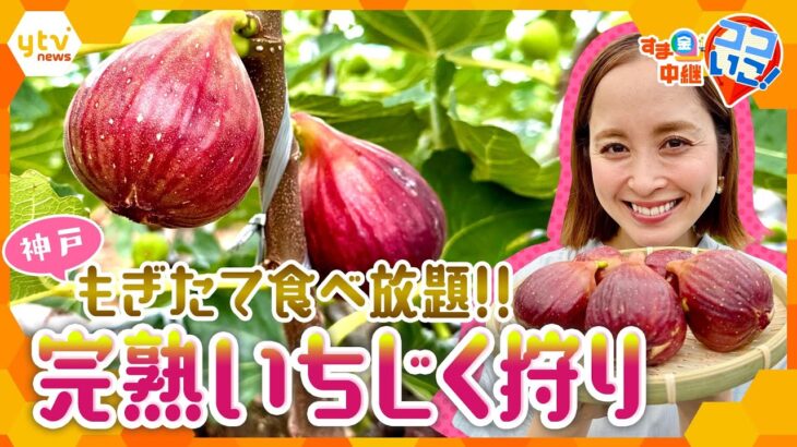 もぎたて食べ放題！完熟いちじくの収穫体験＆濃厚ひんやりスイーツ【す・またん！】