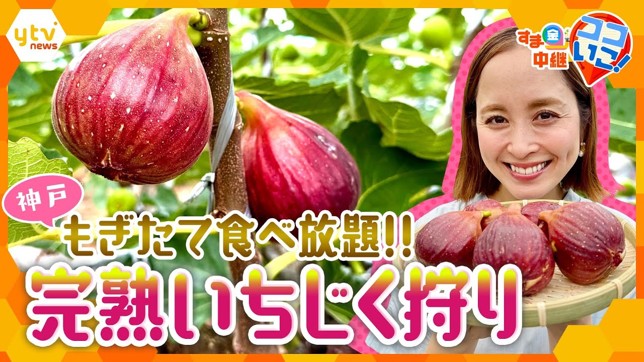 もぎたて食べ放題!完熟いちじくの収穫体験&濃厚ひんやりスイーツ【す・またん!】