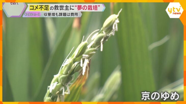 コメ不足の救世主に『夢の栽培』を研究　天候に影響されない室内栽培のイネ　収穫増も…課題は設備費用