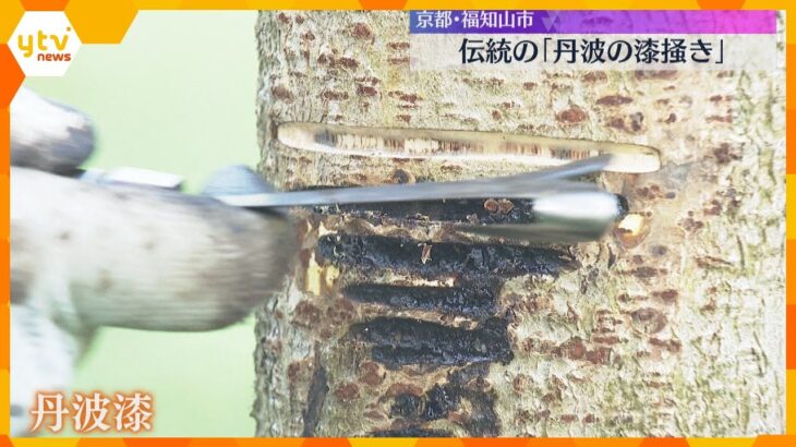 木の幹から樹液を採取　伝統の「丹波の漆掻き」透明度高く伸びが良いのが特徴　京都・福知山市