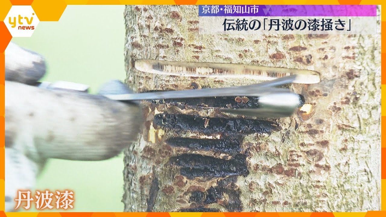 木の幹から樹液を採取　伝統の「丹波の漆掻き」透明度高く伸びが良いのが特徴　京都・福知山市