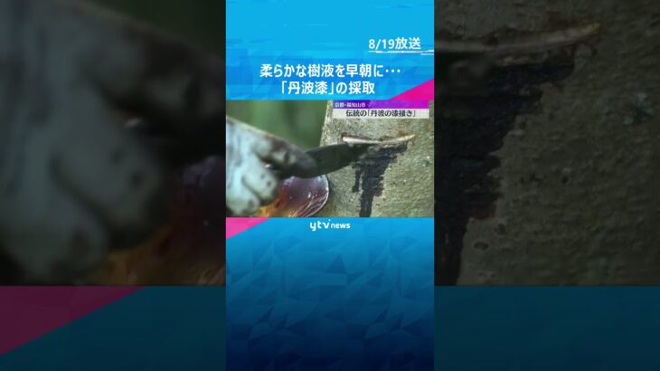 木の幹から樹液を採取　伝統の「丹波の漆掻き」透明度高く伸びが良いのが特徴　京都・福知山市　#shorts #読売テレビニュース