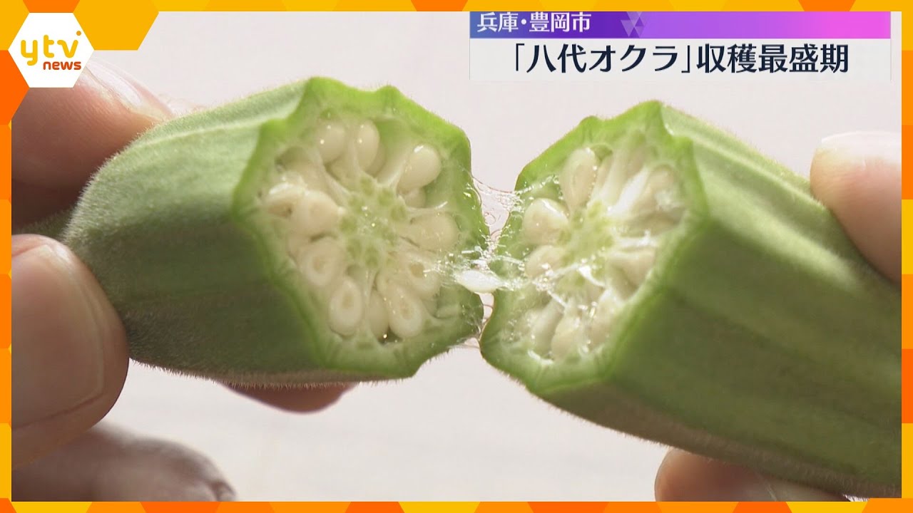 暑さに強い伝統野菜「八代オクラ」収穫最盛期 断面が八角形以上で食感と強い粘りが特徴 兵庫・豊岡市