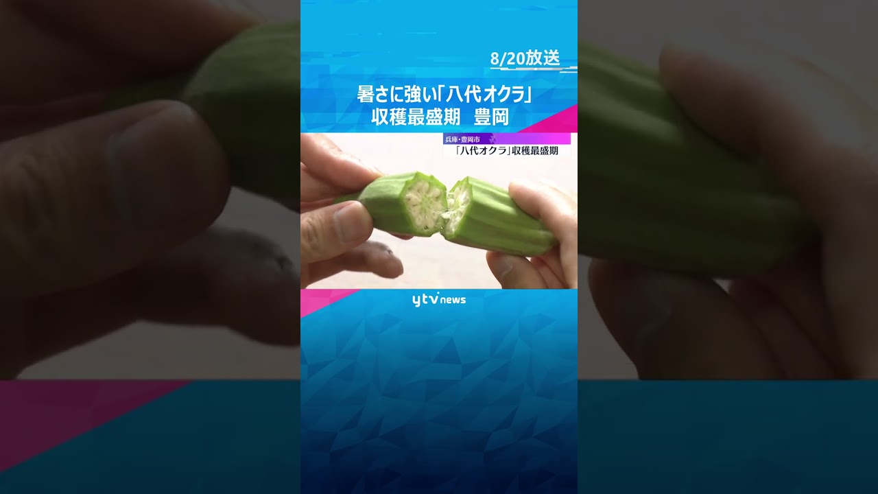 暑さに強い伝統野菜「八代オクラ」収穫最盛期 断面が八角形以上で食感と強い粘りが特徴 兵庫・豊岡市